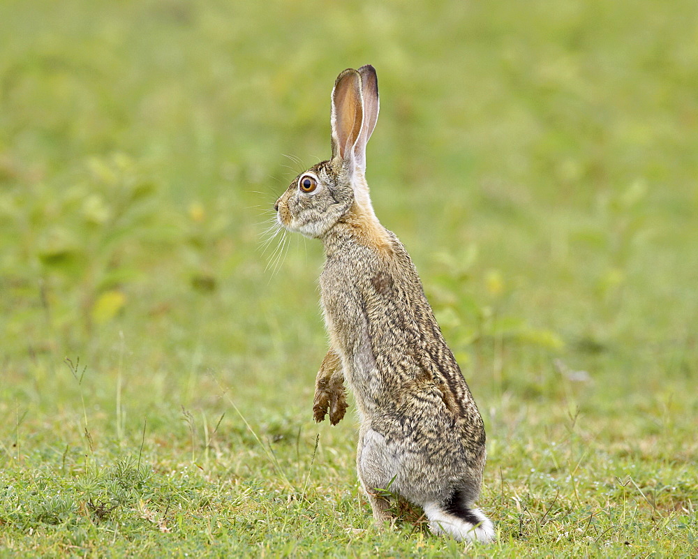 African hare (Cape hare) (brown hare) (Lepus capensis), Serengeti National Park, Tanzania, East Africa, Africa