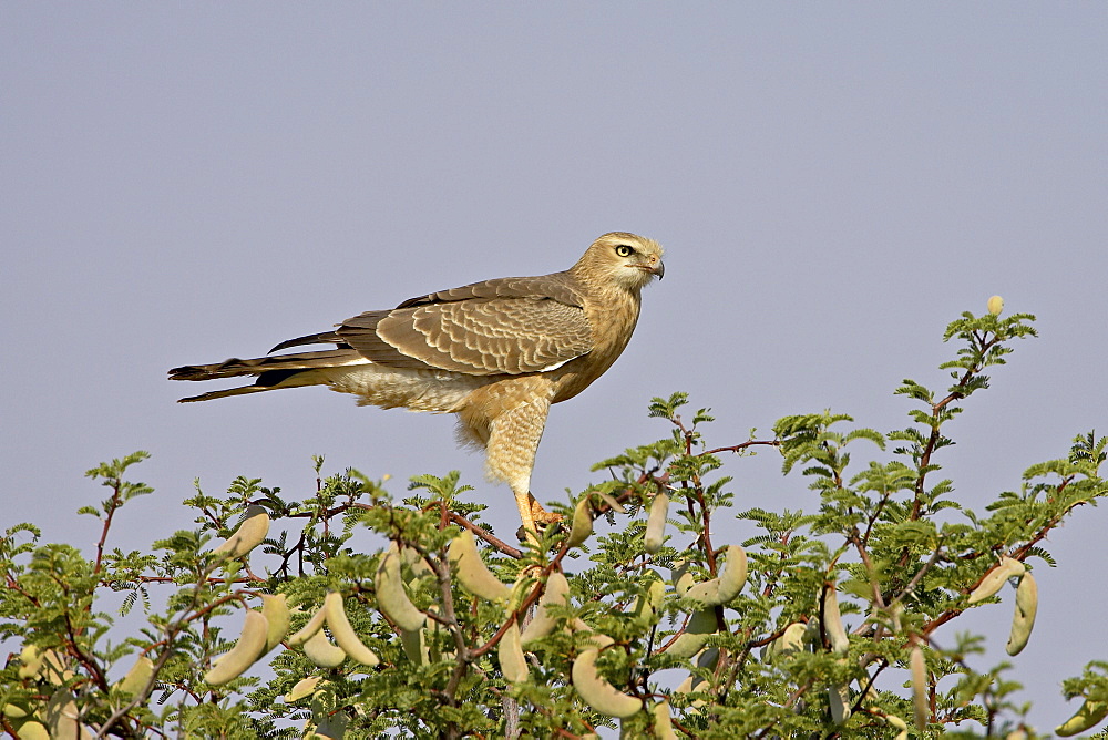 Juvenile pale chanting goshawk (Melierax canorus), Kgalagadi Transfrontier Park, encompasing the former Kalahari Gemsbok National Park, South Africa, Africa