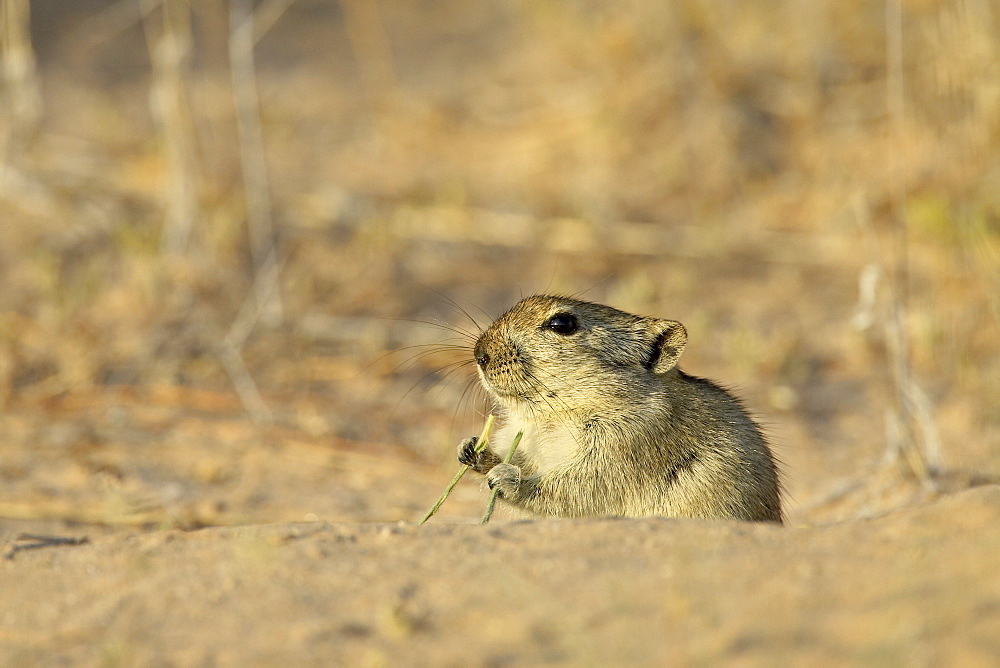 Brant's whistling rat (Parotomys brantsii), Kgalagadi Transfrontier Park, encompasing the former Kalahari Gemsbok National Park, South Africa, Africa