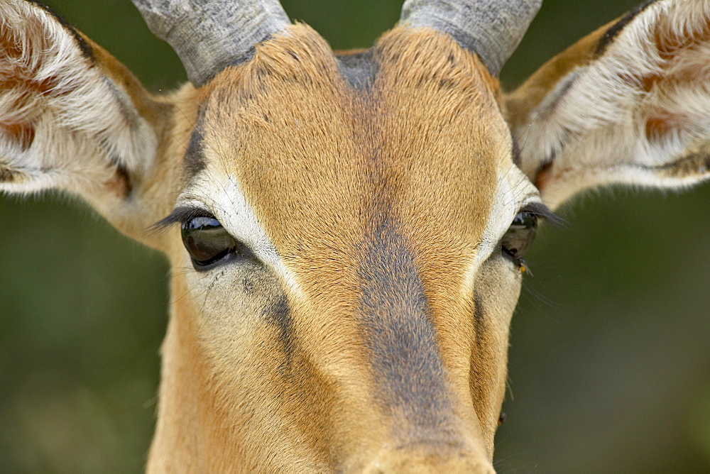 Male impala (Aepyceros melampus), Kruger National Park, South Africa, Africa