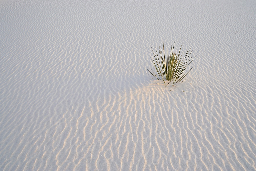 Sand ripples and yucca in last light, White Sands National Monument, New Mexico, United States of America, North America