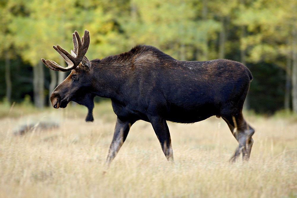 Bull moose (Alces alces), Roosevelt National Forest, Colorado, United States of America, North America