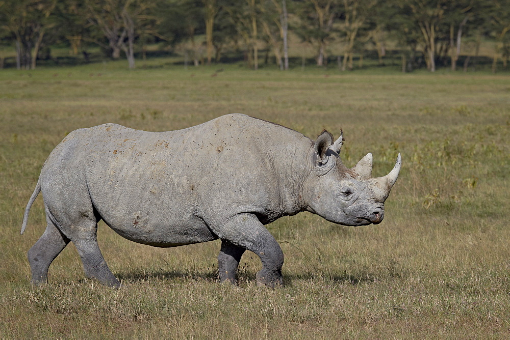 Black rhinoceros (hook-lipped rhinoceros) (Diceros bicornis), Lake Nakuru National Park, Kenya, East Africa, Africa