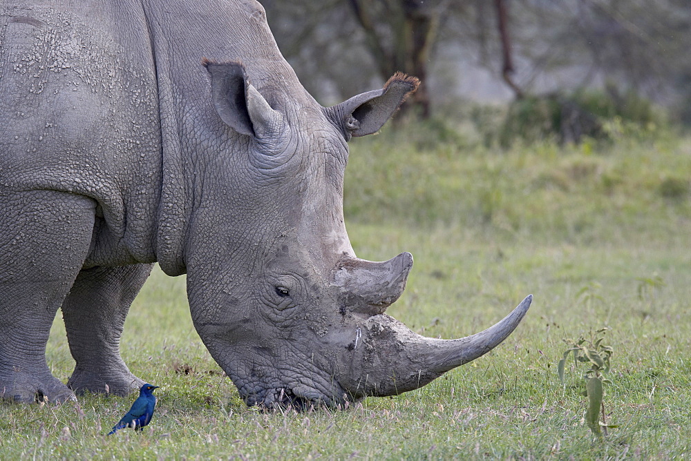 White rhinoceros (Ceratotherium simum) feeding, Lake Nakuru National Park, Kenya, East Africa, Africa