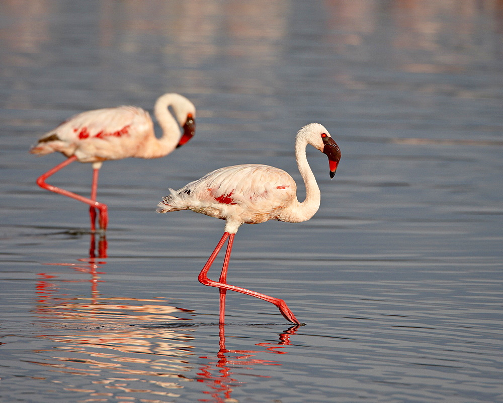 Two lesser flamingo (Phoeniconaias minor), Lake Nakuru National Park, Kenya, East Africa, Africa