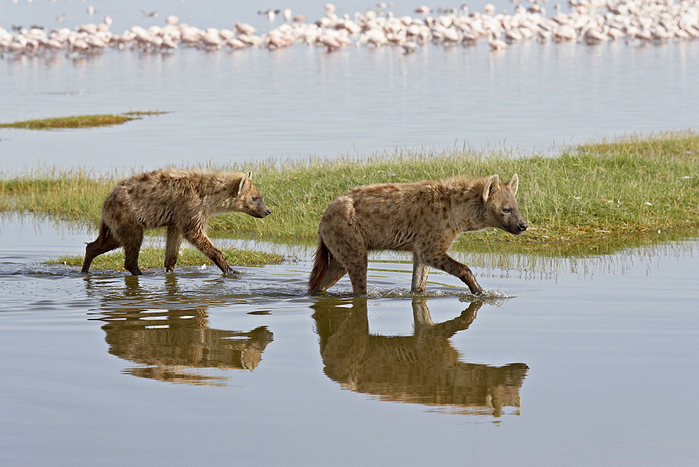 Two spotted hyena (spotted hyaena) (Crocuta crocuta) walking along the edge of Lake Nakuru, Lake Nakuru National Park, Kenya, East Africa, Africa