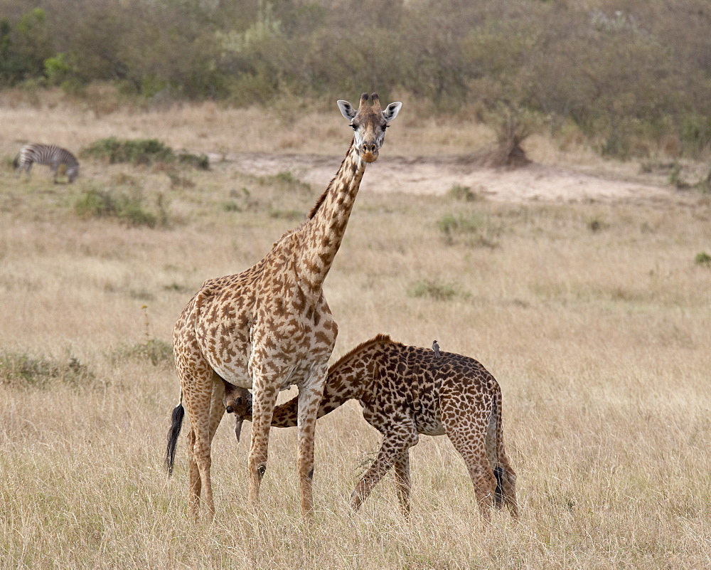 Baby Masai giraffe (Giraffa camelopardalis tippelskirchi) nursing, Masai Mara National Reserve, Kenya, East Africa, Africa