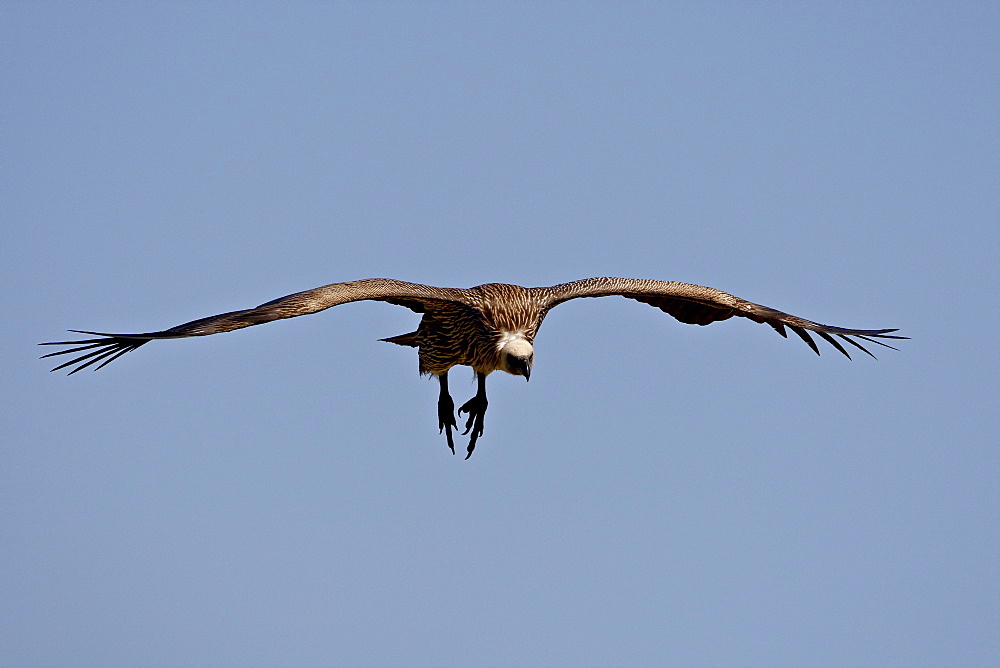 Immature African white-backed vulture (Gyps africanus) on approach, Masai Mara National Reserve, Kenya, East Africa, Africa