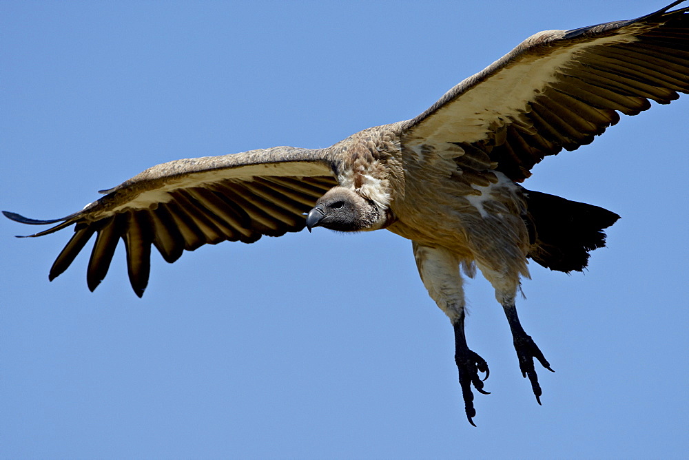 African white-backed vulture (Gyps africanus) on final approach, Masai Mara National Reserve, Kenya, East Africa, Africa