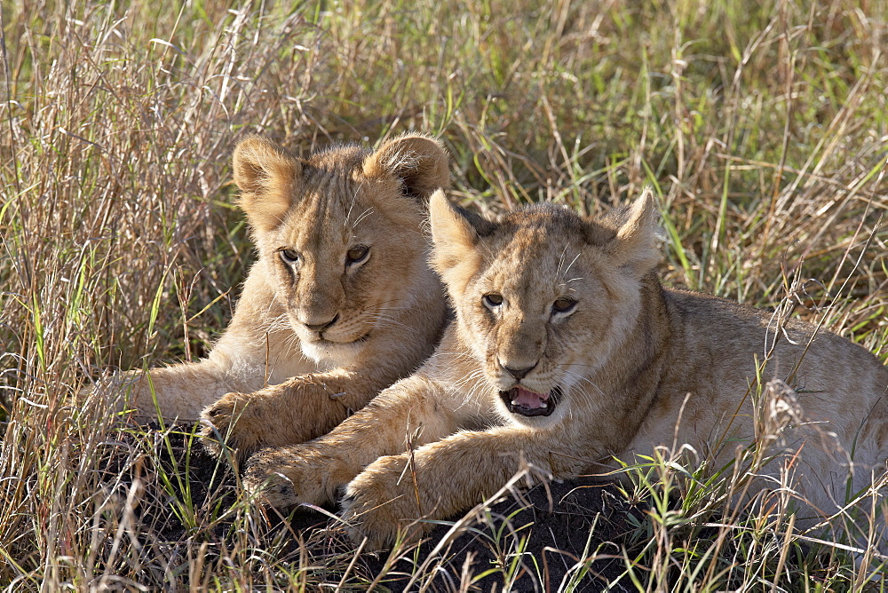 Two Lion (Panthera leo) cubs, Masai Mara National Reserve, Kenya, East Africa, Africa