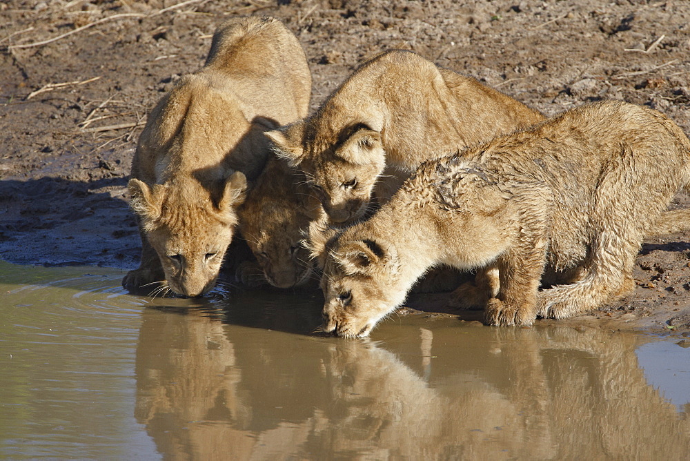 Four Lion (Panthera leo) cubs drinking, Masai Mara National Reserve, Kenya, East Africa, Africa