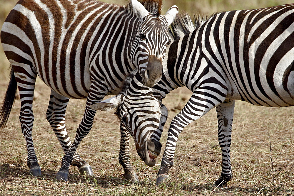 Two male Grants Zebra (Plains Zebra, Common Zebra) (Equus burchelli boehmi) fighting, Masai Mara National Reserve, Kenya, East Africa, Africa