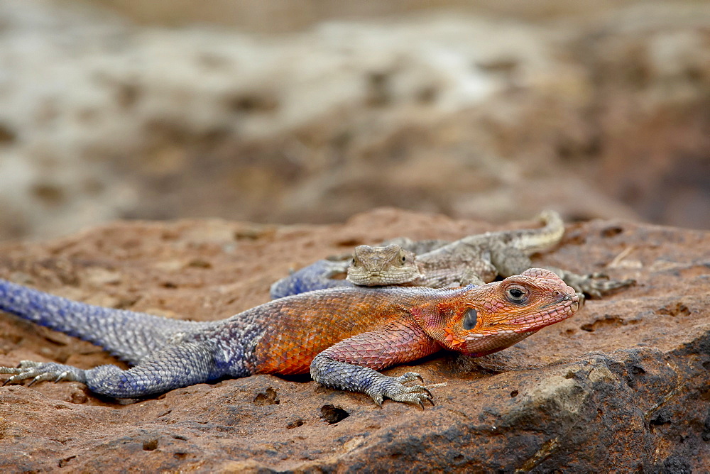 Male and female Red-Headed Agama (Agama agama), Masai Mara National Reserve, Kenya, East Africa, Africa