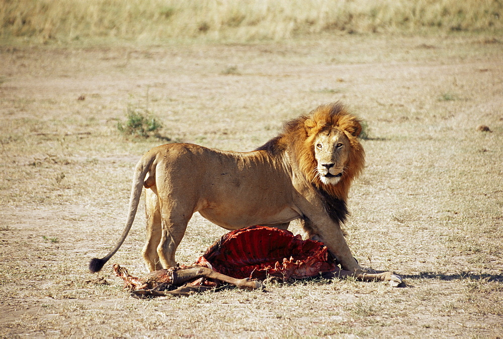 Male lion (Panthera leo), with gnu carcass, Masai Mara National Reserve, Kenya, East Africa, Africa