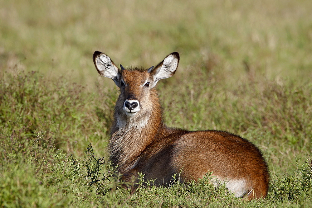 Young male Defassa Waterbuck (Kobus ellipsiprymnus defassa), Masai Mara National Reserve, Kenya, East Africa, Africa