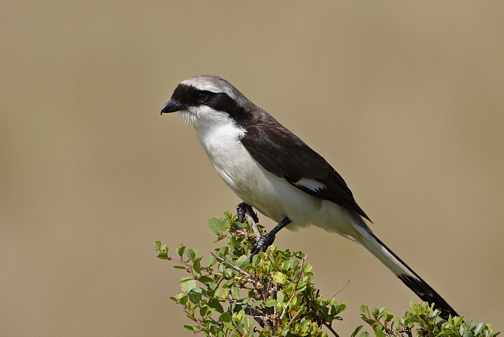 Grey-Backed Fiscal (Lanius excubitoroides), Masai Mara National Reserve, Kenya, East Africa, Africa