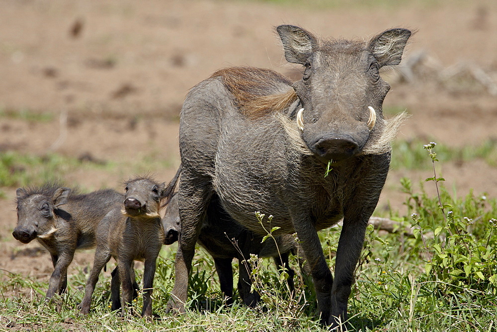 Mother and baby Warthog (Phacochoerus aethiopicus), Masai Mara National Reserve, Kenya, East Africa, Africa