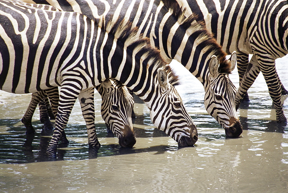 Burchell's zebra (Equus burchelli), drinking, Tarangire National Park, Tanzania, East Africa, Africa