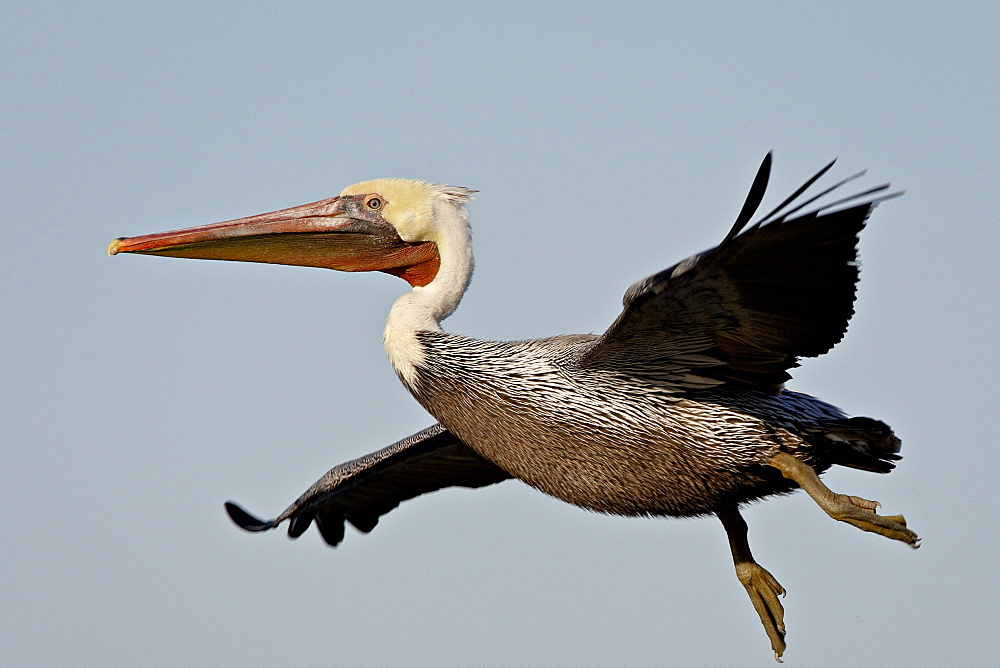 American White Pelican (Pelecanus erythrorhynchos) in flight shortly after taking off, Sonny Bono Salton Sea National Wildlife Refuge, California, United States of America, North America