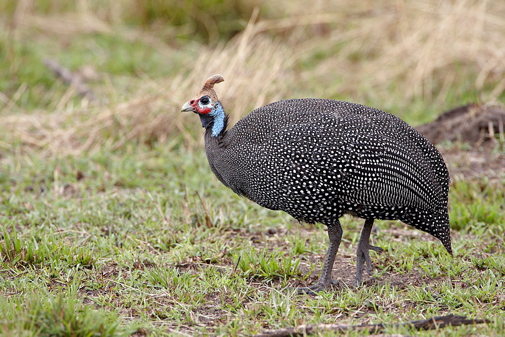 Helmeted guineafowl (Numida meleagris), Masai Mara National Reserve, Kenya, East Africa, Africa