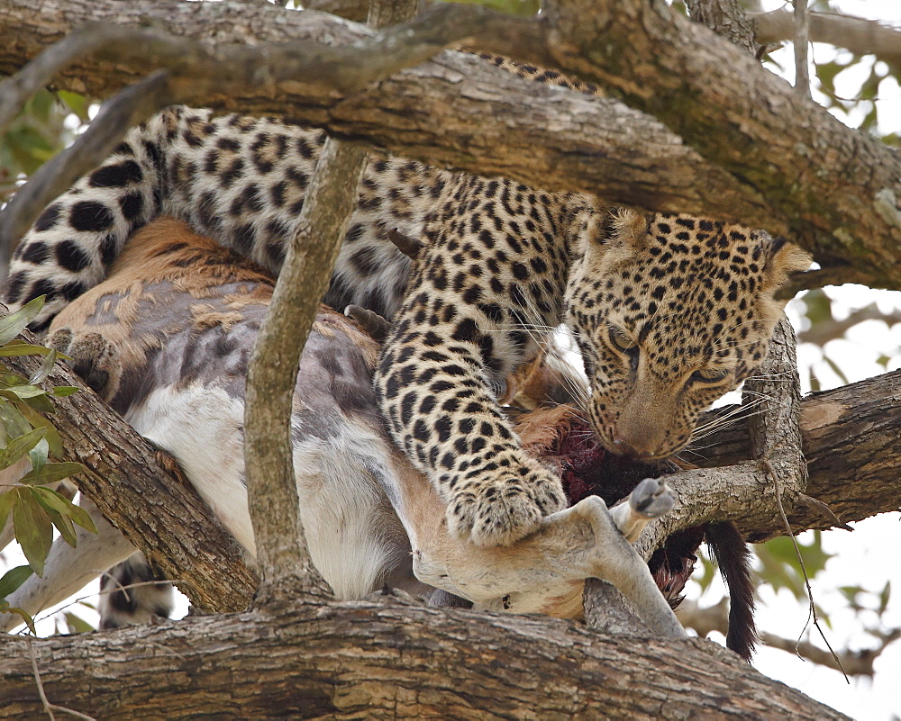 Leopard (Panthera pardus) with male Thomson's gazelle (Gazella thomsonii), Masai Mara National Reserve, Kenya, Africa