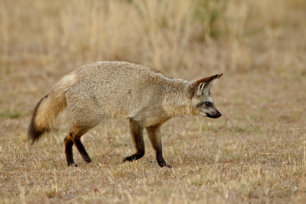 Bat-eared fox (Otocyon megalotis), Masai Mara National Reserve, Kenya, East Africa, Africa