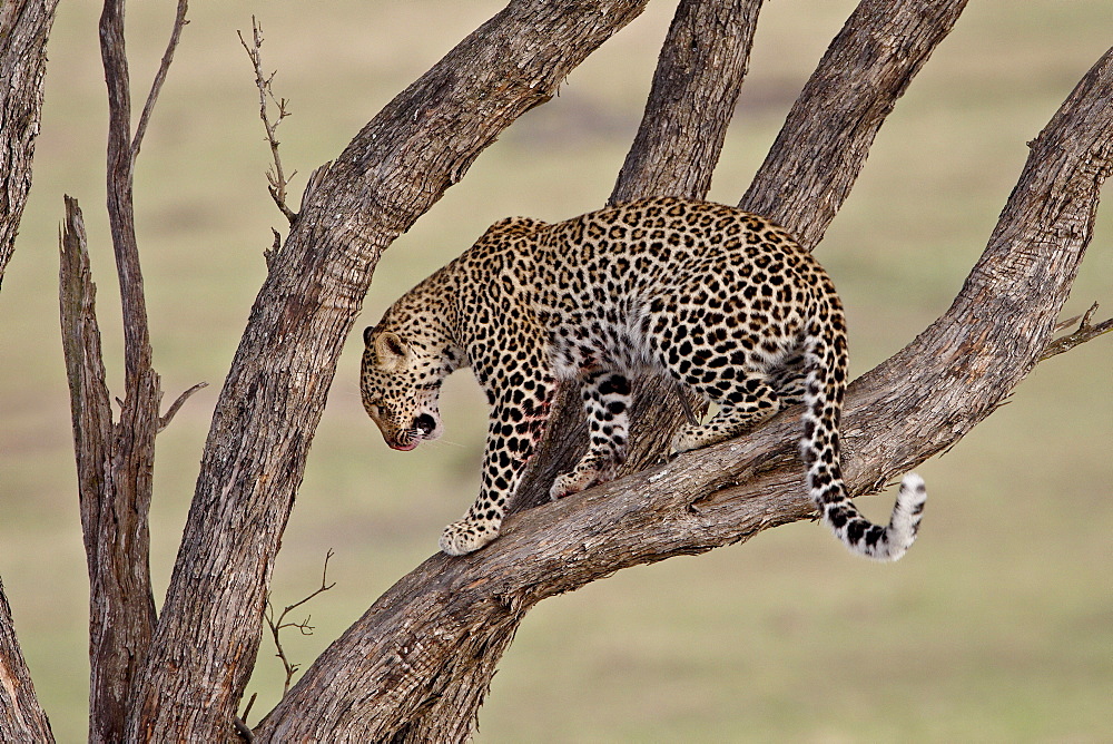 Leopard (Panthera pardus) in a tree, Masai Mara National Reserve, Kenya, East Africa, Africa