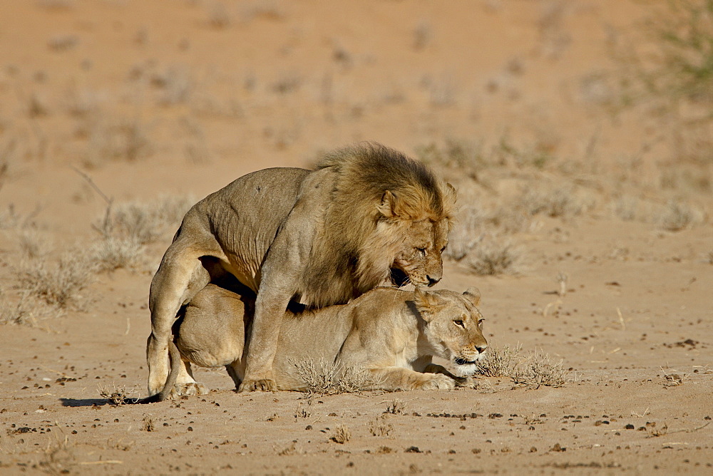 Lion (Panthera leo) pair mating, Kgalagadi Transfrontier Park, the former Kalahari Gemsbok National Park, South Africa