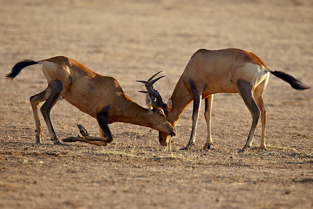 Two male red hartebeest (Alcelaphus buselaphus) sparring, Kgalagadi Transfrontier Park, South Africa