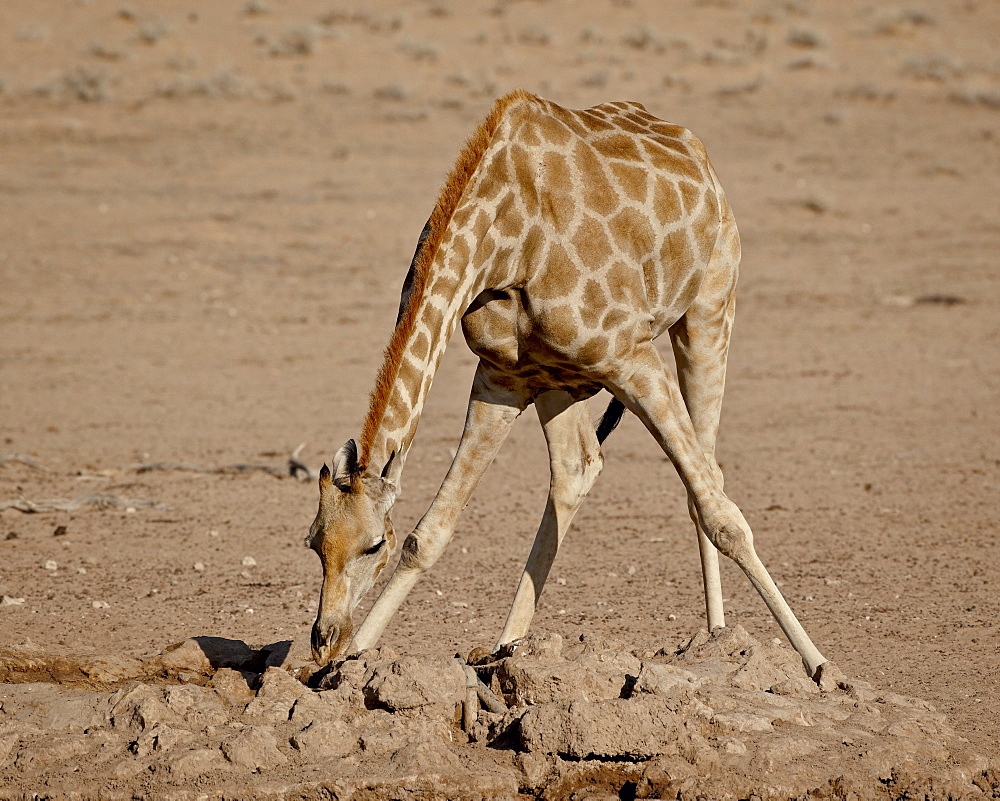 Cape giraffe (Giraffa camelopardalis giraffa) drinking, Kgalagadi Transfrontier Park, South Africa