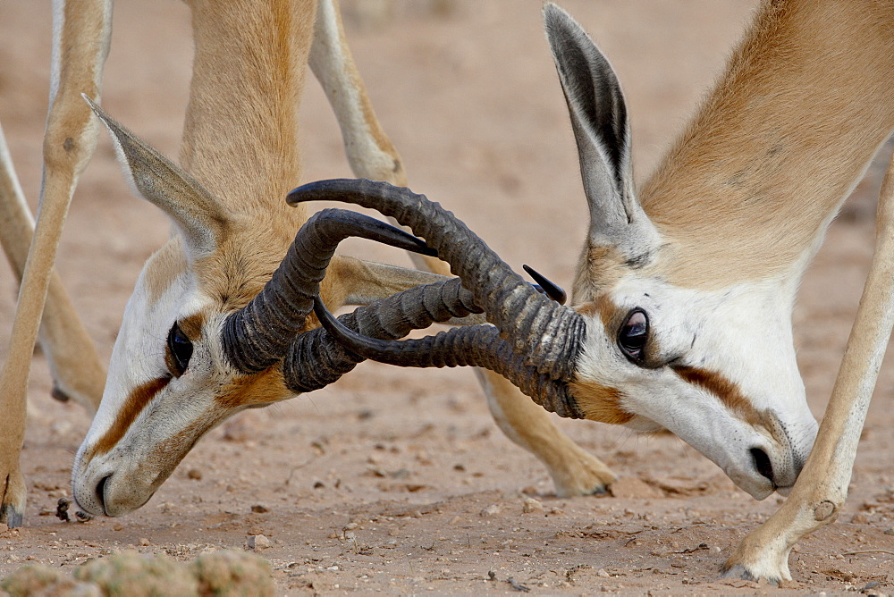 Two male springbok (Antidorcas marsupialis) sparring, Kgalagadi Transfrontier Park, South Africa