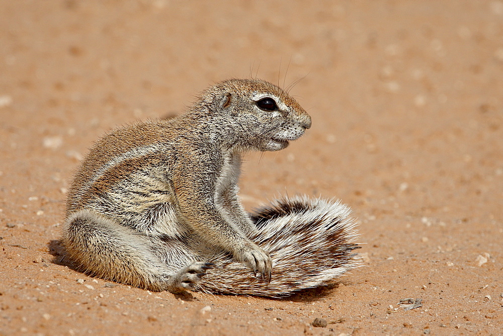 Cape ground squirrel (Xerus inauris) grooming, Kgalagadi Transfrontier Park, former Kalahari Gemsbok National Park, South Africa