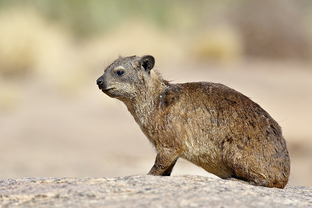 Rock hyrax (rock dassie) (Procavia capensis), Augrabies Falls National Park, South Africa, Africa