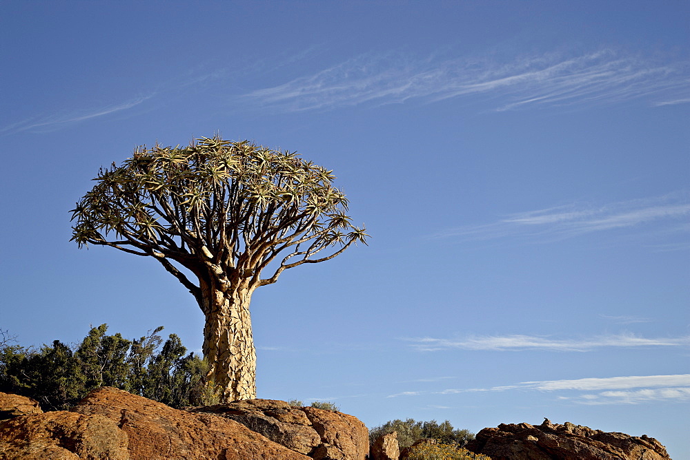 Quiver tree (kokerboom) (Aloe dichotoma), Springbok, South Africa, Africa