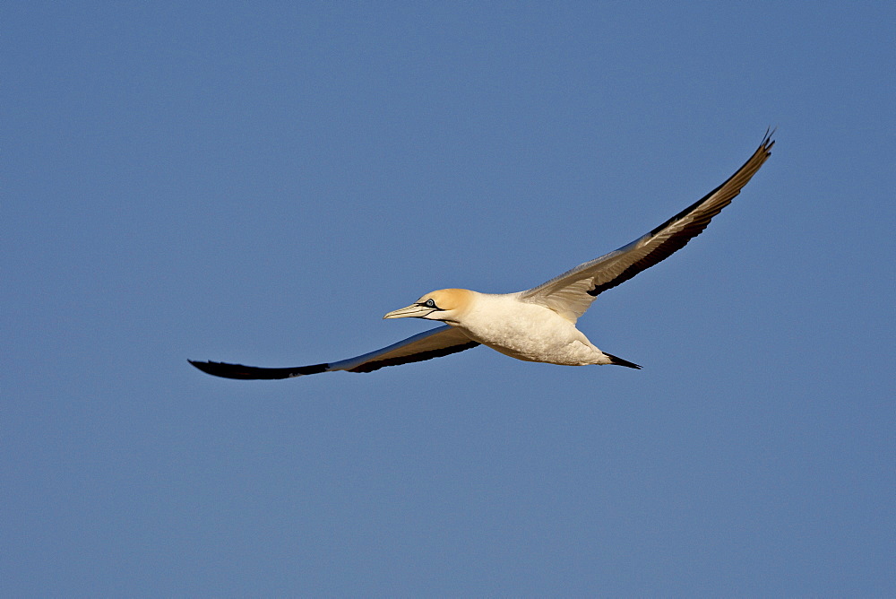 Cape gannet (Morus capensis) in flight, Lambert's Bay, South Africa, Africa