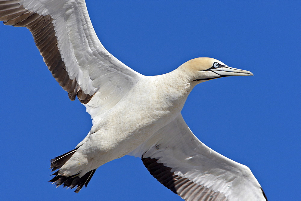 Cape gannet (Morus capensis) in flight, Bird Island, Lambert's Bay, South Africa, Africa