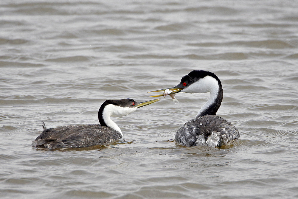 Western grebe (Aechmophorus occidentalis) courtship, Bear River Migratory Bird Refuge, Utah, United States of America