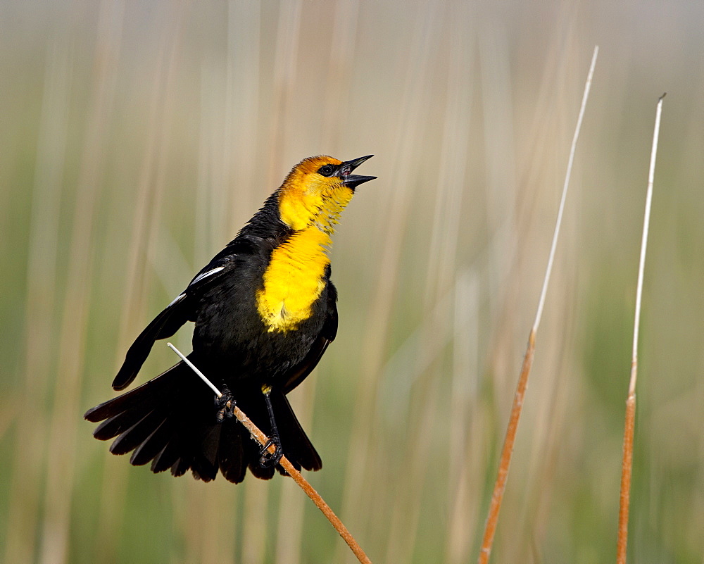 Male yellow-headed blackbird (Xanthocephalus xanthocephalus), Bear River Migratory Bird Refuge, Utah, United States of America