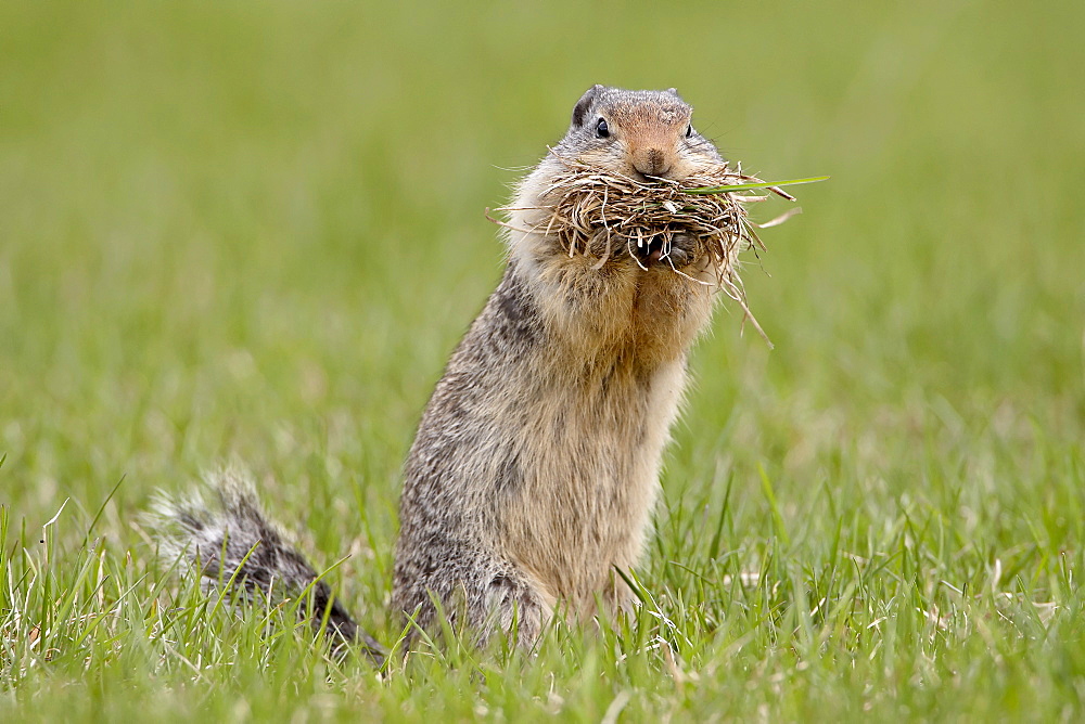 Columbian ground squirrel (Citellus columbianus) with nesting material, Manning Provincial Park, British Columbia, Canada