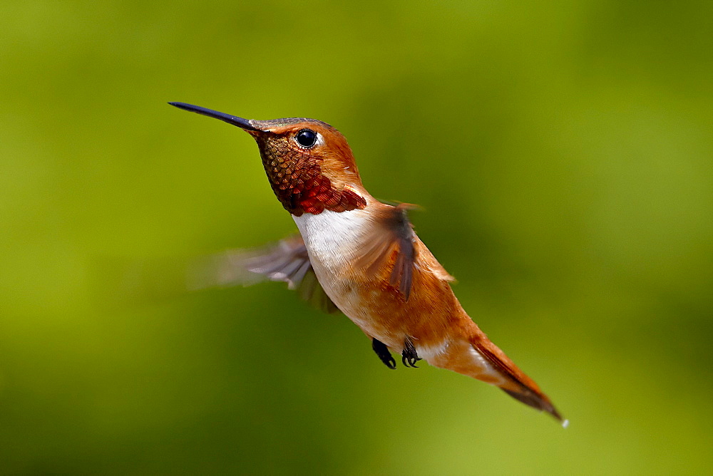 Rufous hummingbird (Selasphorus rufus), near Saanich, British Columbia, Canada, North America