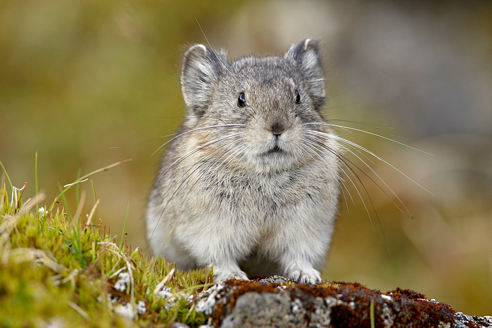 Collared pika (Ochotona collaris), Hatcher Pass, Alaska, United States of America, North America