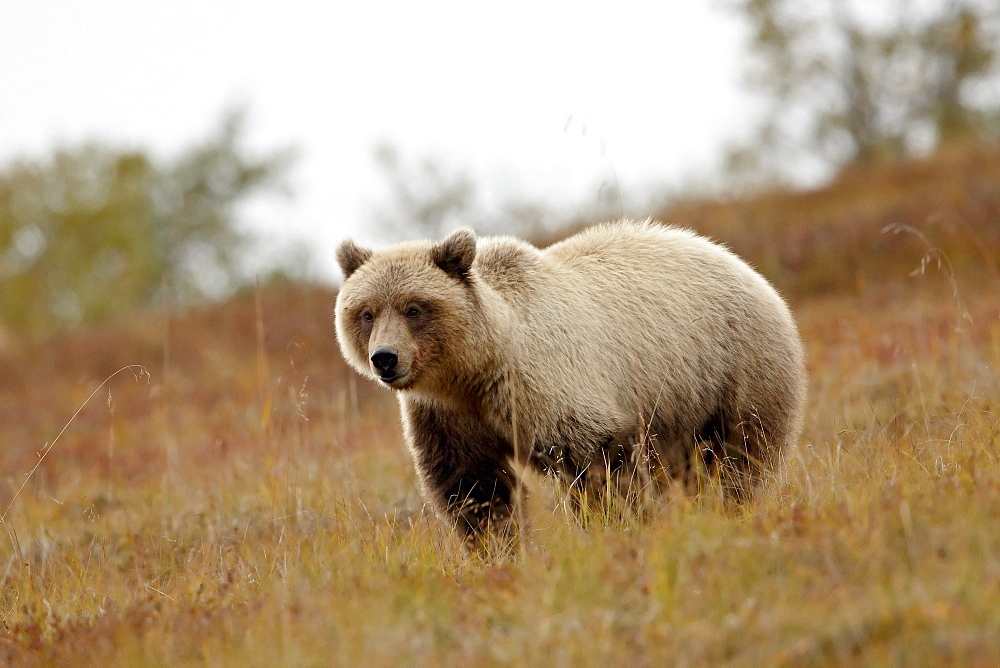 Grizzly bear (Ursus horribilis) in the fall, Denali National Park and Preserve, Alaska, United States of America, North America