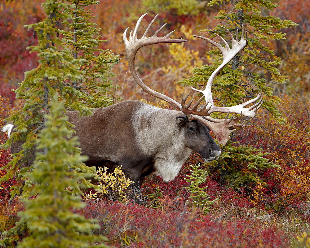 Bull porcupine caribou (Grant's caribou) (Rangifer tarandus granti), Denali National Park, Alaska, United States of America