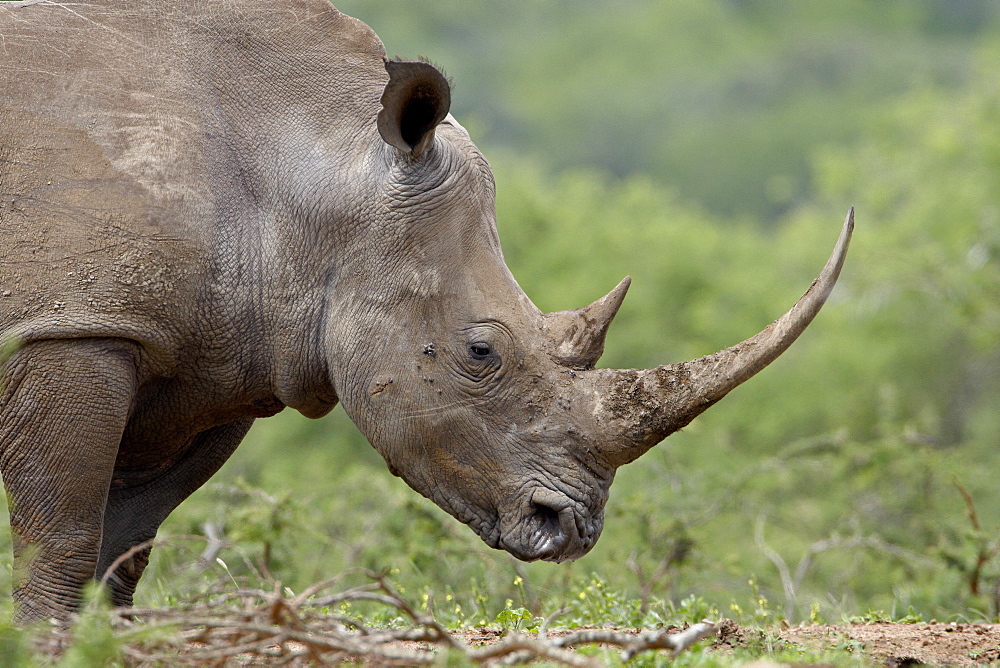 White Rhinoceros (Ceratotherium simum), Hluhluwe Game Reserve, South Africa, Africa