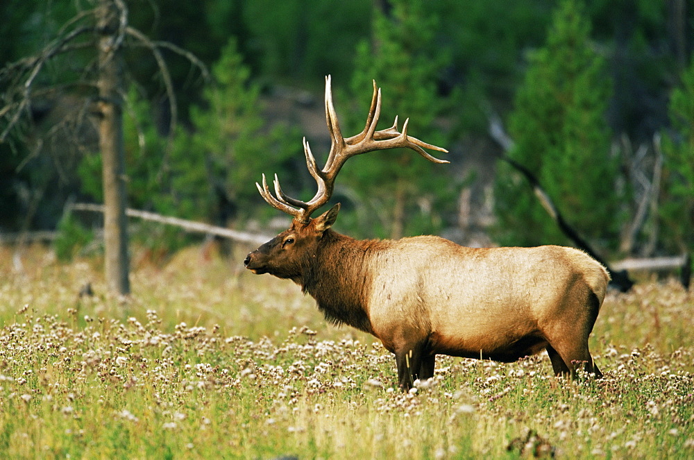 Male elk (Cervus canadensis), Yellowstone National Park, UNESCO World Heritage Site, Wyoming, United States of America, North America