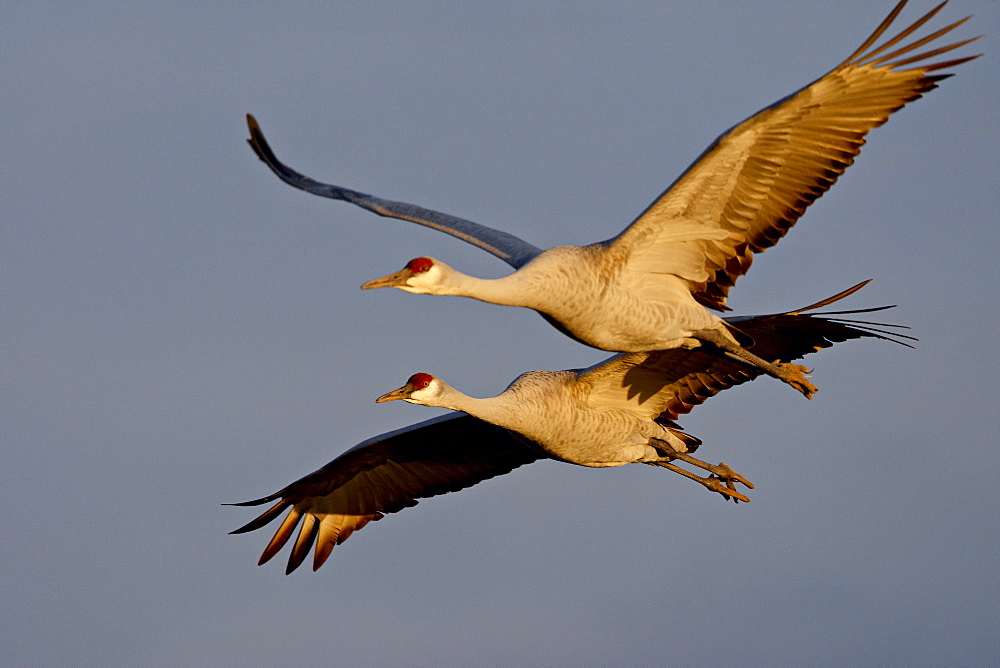 Two Sandhill Cranes (Grus canadensis) in flight in late afternoon light, Bosque Del Apache National Wildlife Refuge, New Mexico, United States of America, North America