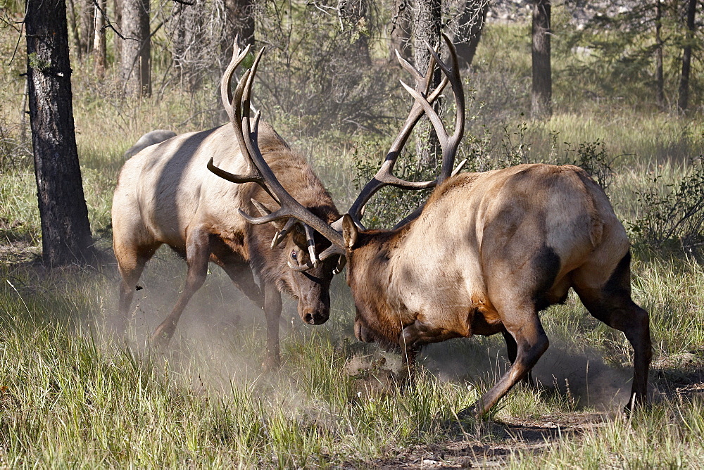 Two bull Elk (Cervus canadensis) fighting, Jasper National Park, Alberta, Canada, North America