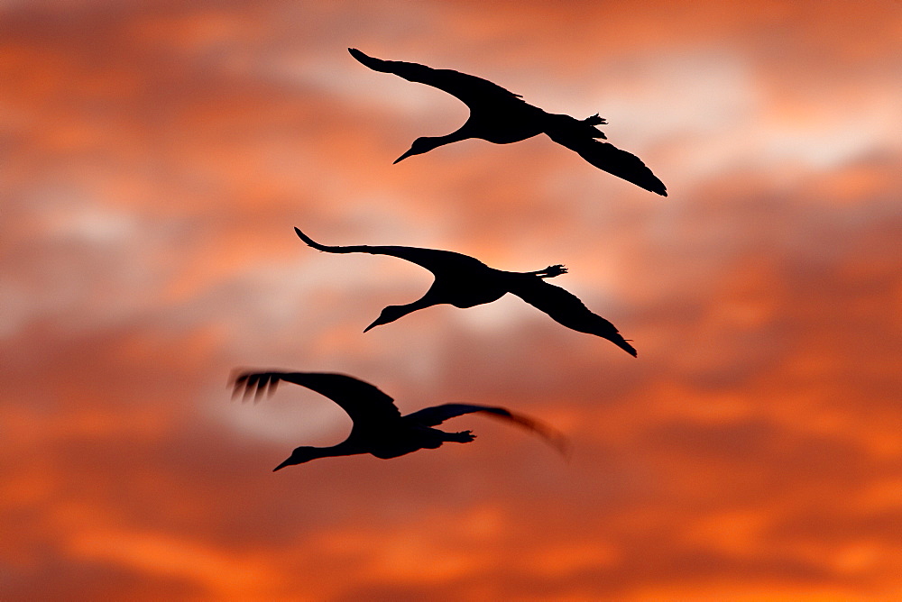 Three Sandhill Cranes (Grus canadensis) in flight silhouetted against red clouds, Bernardo Wildlife Area, Ladd S. Gordon Wildlife Complex, New Mexico, United States of America, North America