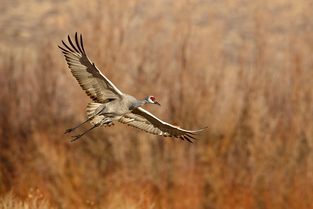 Sandhill Crane (Grus canadensis) just about to land, Bernardo Wildlife Area, Ladd S. Gordon Wildlife Complex, New Mexico, United States of America, North America