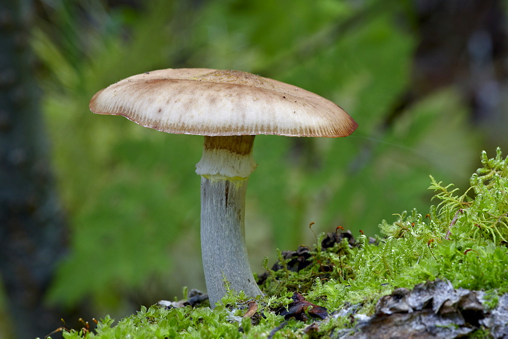 Mushroom growing on a dead tree covered with moss, Pioneer Falls, Alaska, United States of America, North America